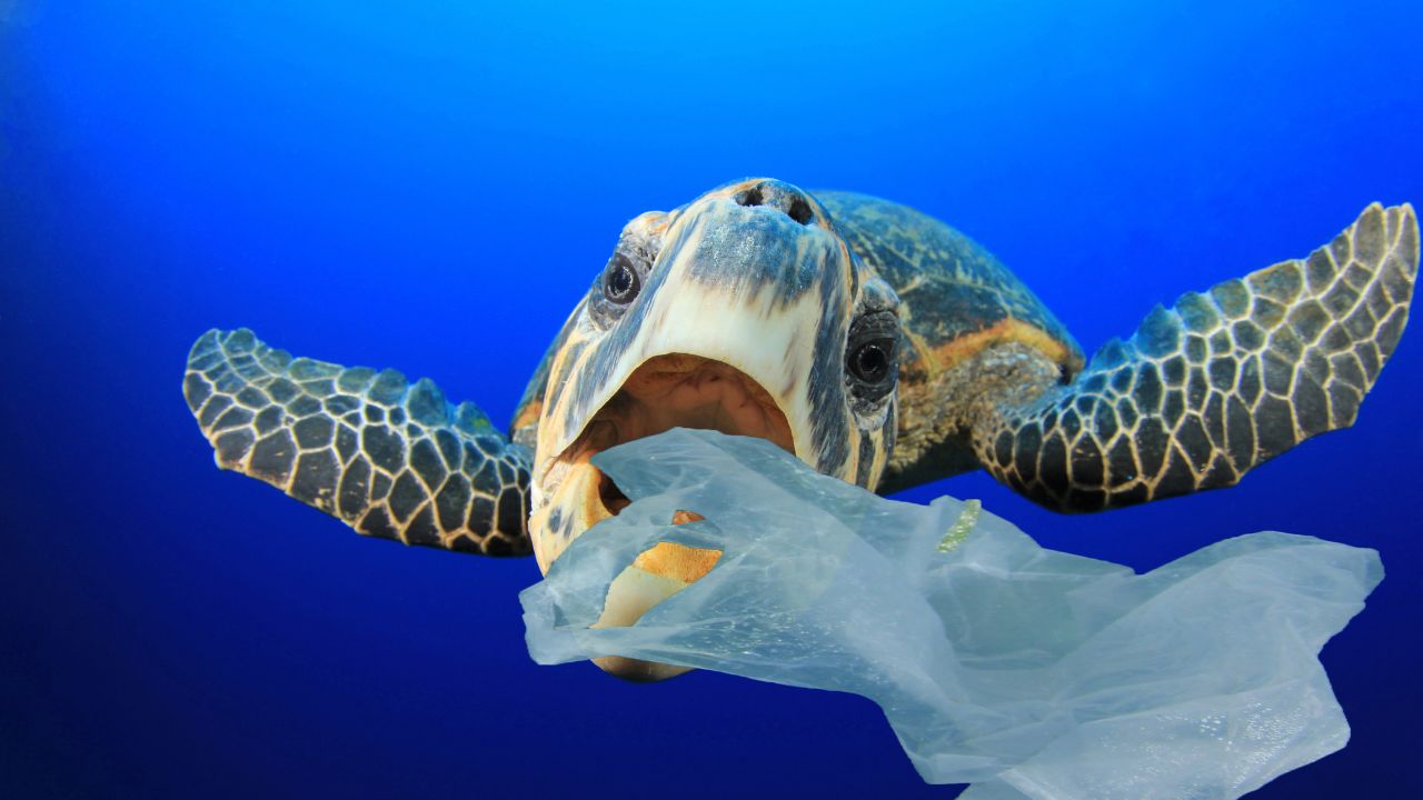 A poluição nos mares causa um impacto alarmante nos animais marinhos. O acúmulo de plásticos e outros detritos confunde animais como tartarugas marinhas e aves, que confundem o lixo com alimento. Essa ingestão acidental pode levar à asfixia, obstrução intestinal e até mesmo à morte dessas espécies vulneráveis