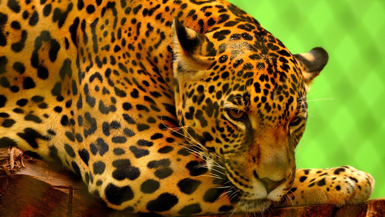 A economia linear impulsiona o desmatamento na Amazônia, com a exploração intensiva de recursos para atender à demanda global. Essa destruição ameaça a biodiversidade única da região, colocando em risco a sobrevivência de animais e plantas que dependem desse ecossistema.