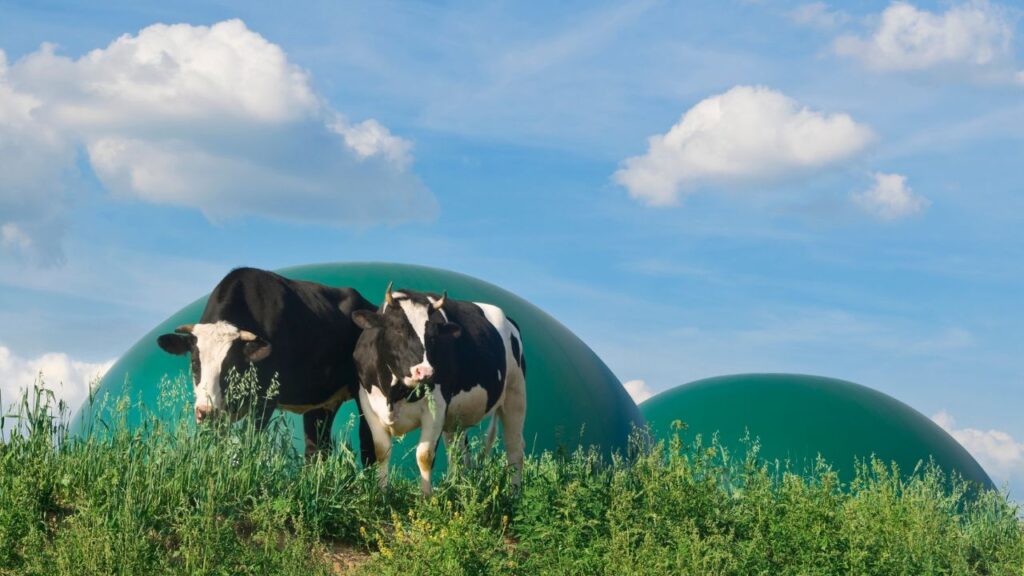 Energia e Sustentabilidade: Biodigestores comerciais transformam resíduos orgânicos em biogás e biofertilizante. Além de gerar energia limpa, reduzem impactos ambientais e custos com fertilizantes químicos.